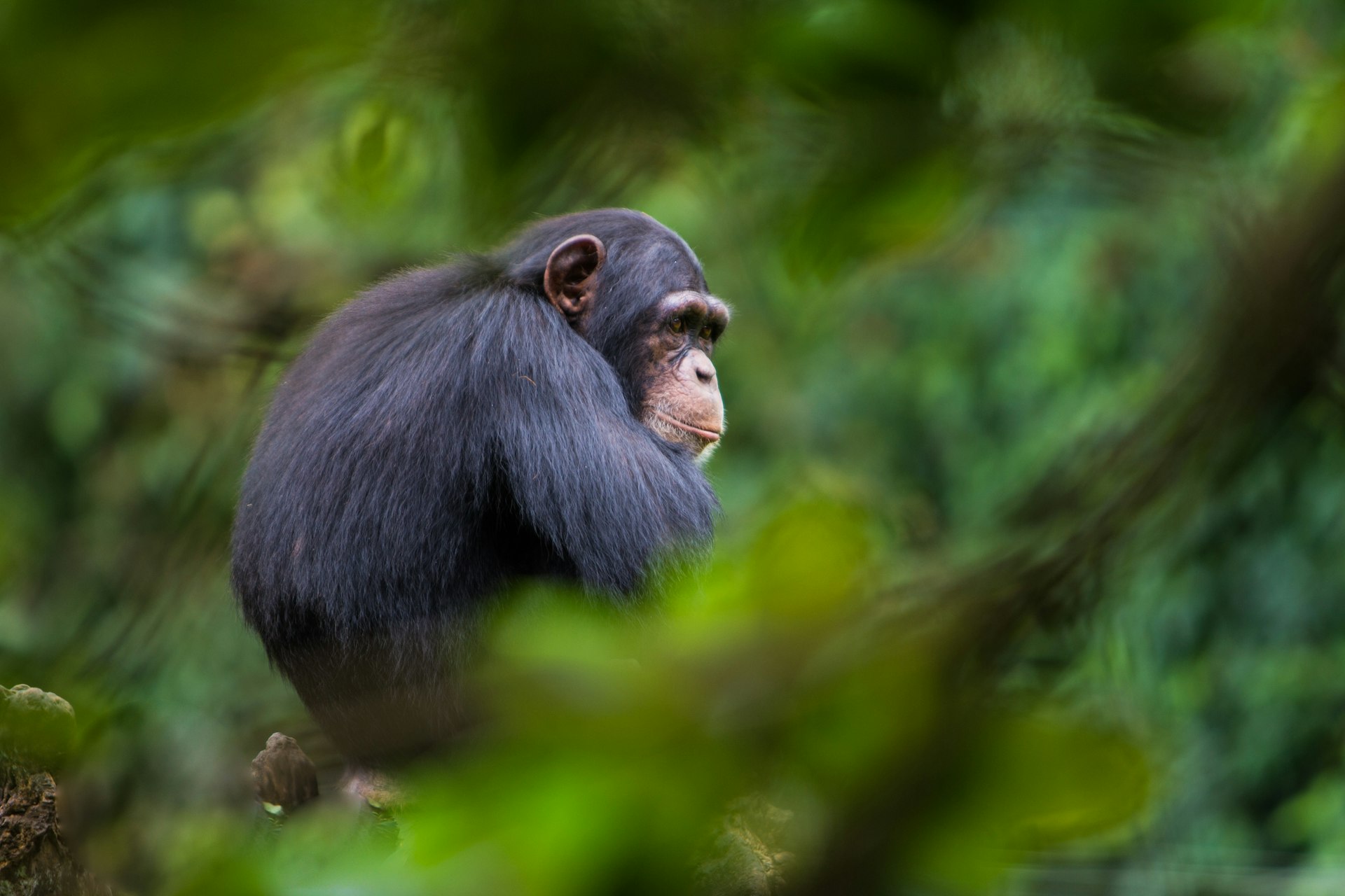 A chimpanzee sits in a tree in Rubondo Island National Park, Tanzania 