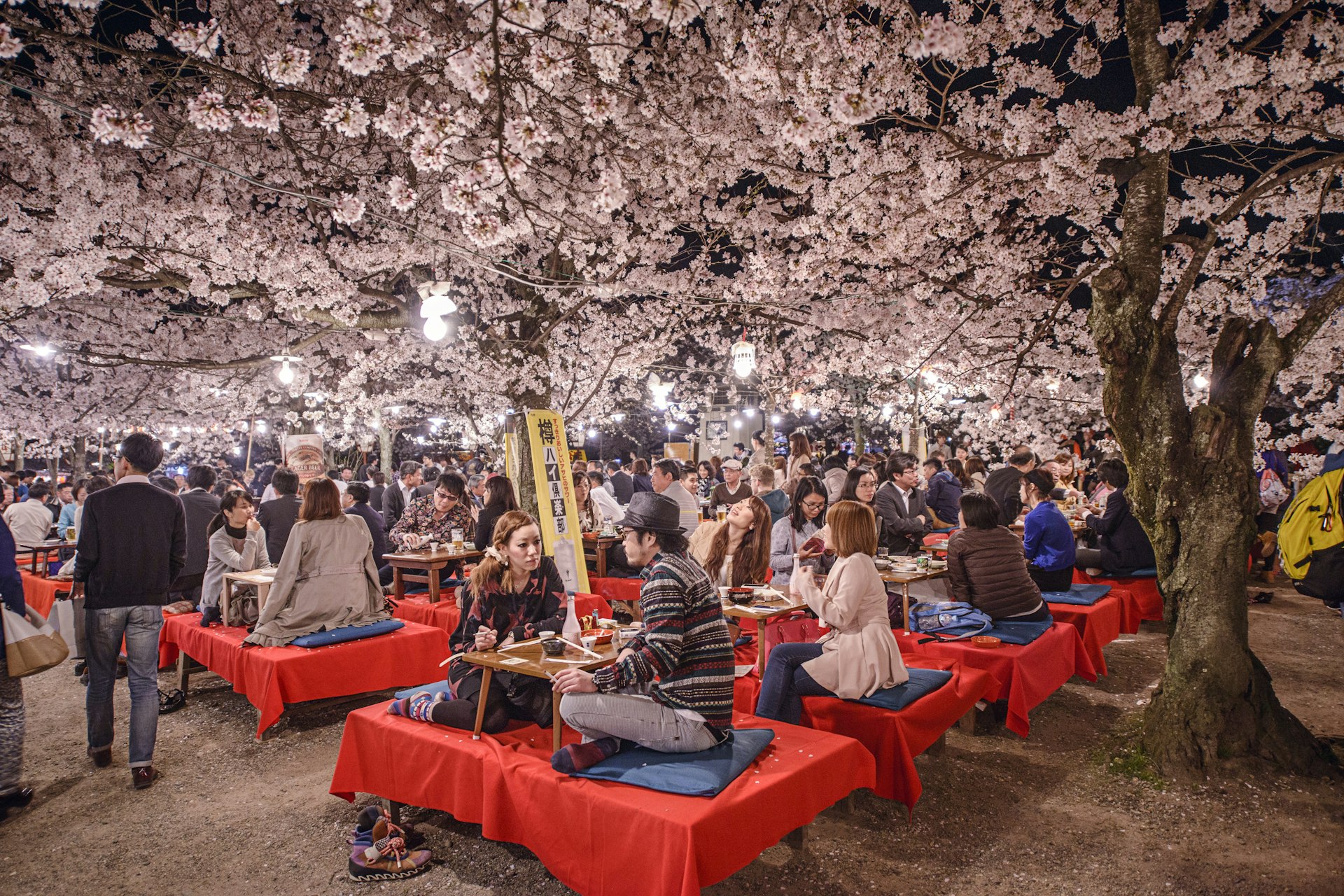 Crowds enjoy the spring cherry blossoms in Maruyama Park