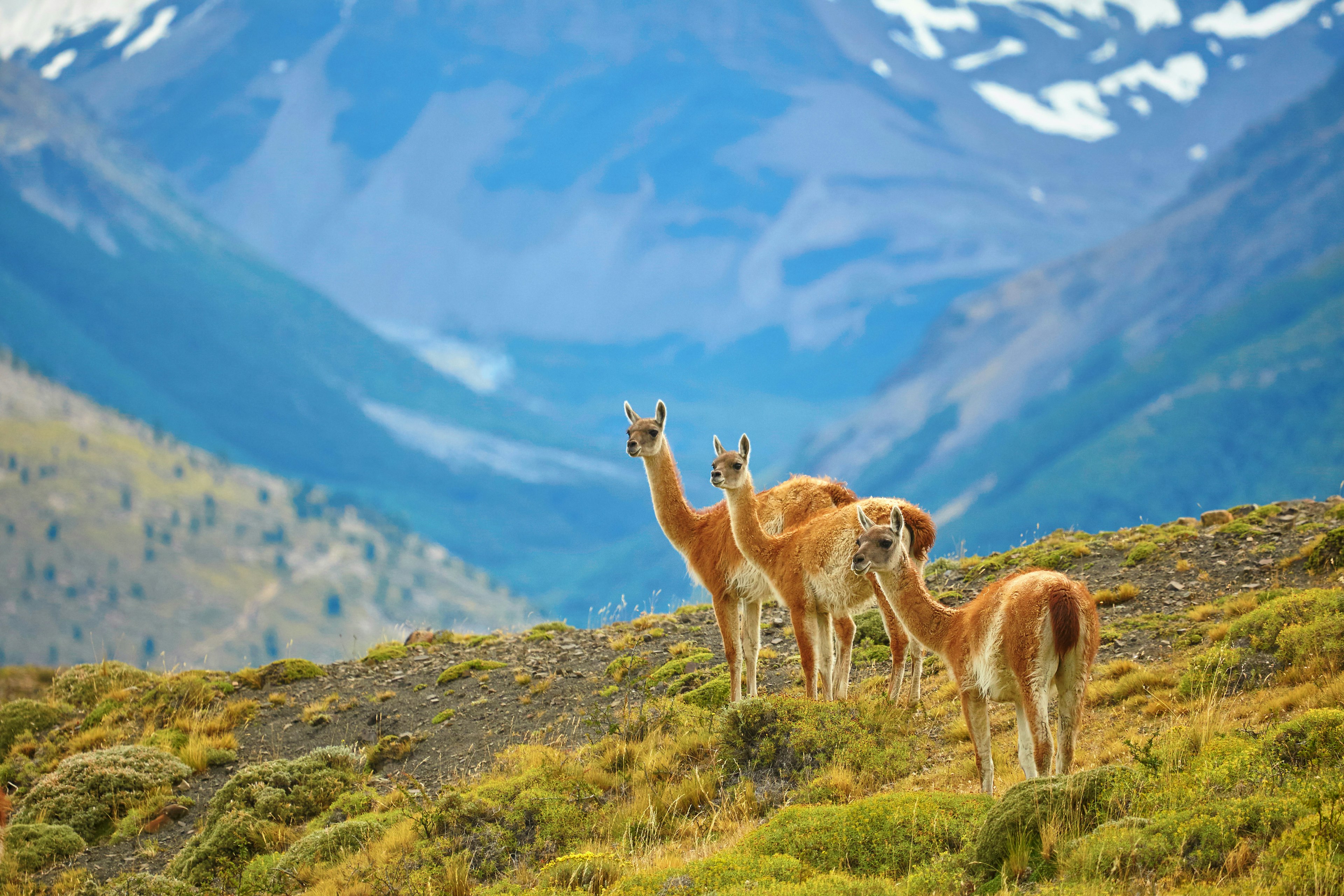 Three guanacoes in Torres del Paine national park, Patagonia, Chile