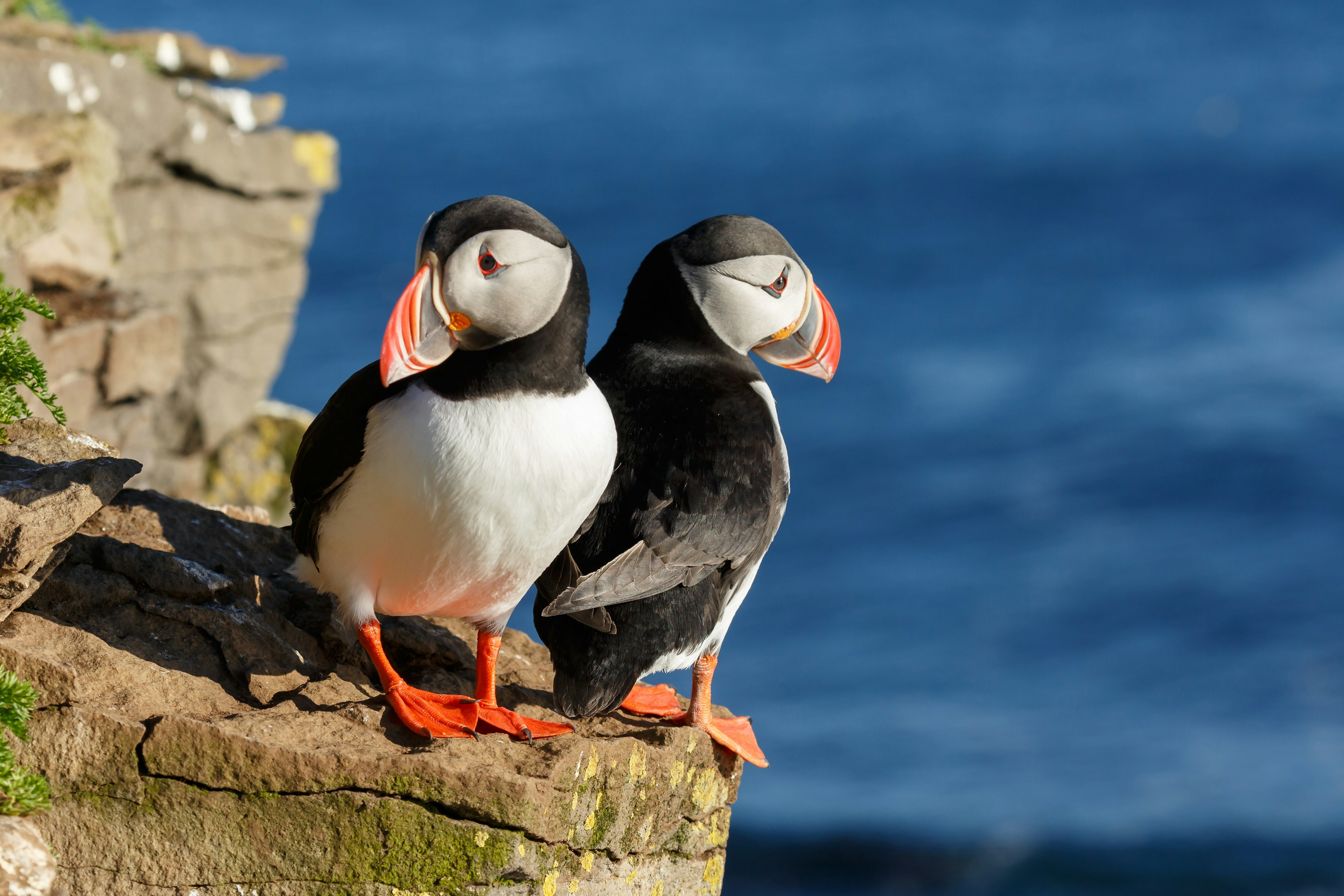 Puffins on the cliffs at Latrabjarg on a sunny day