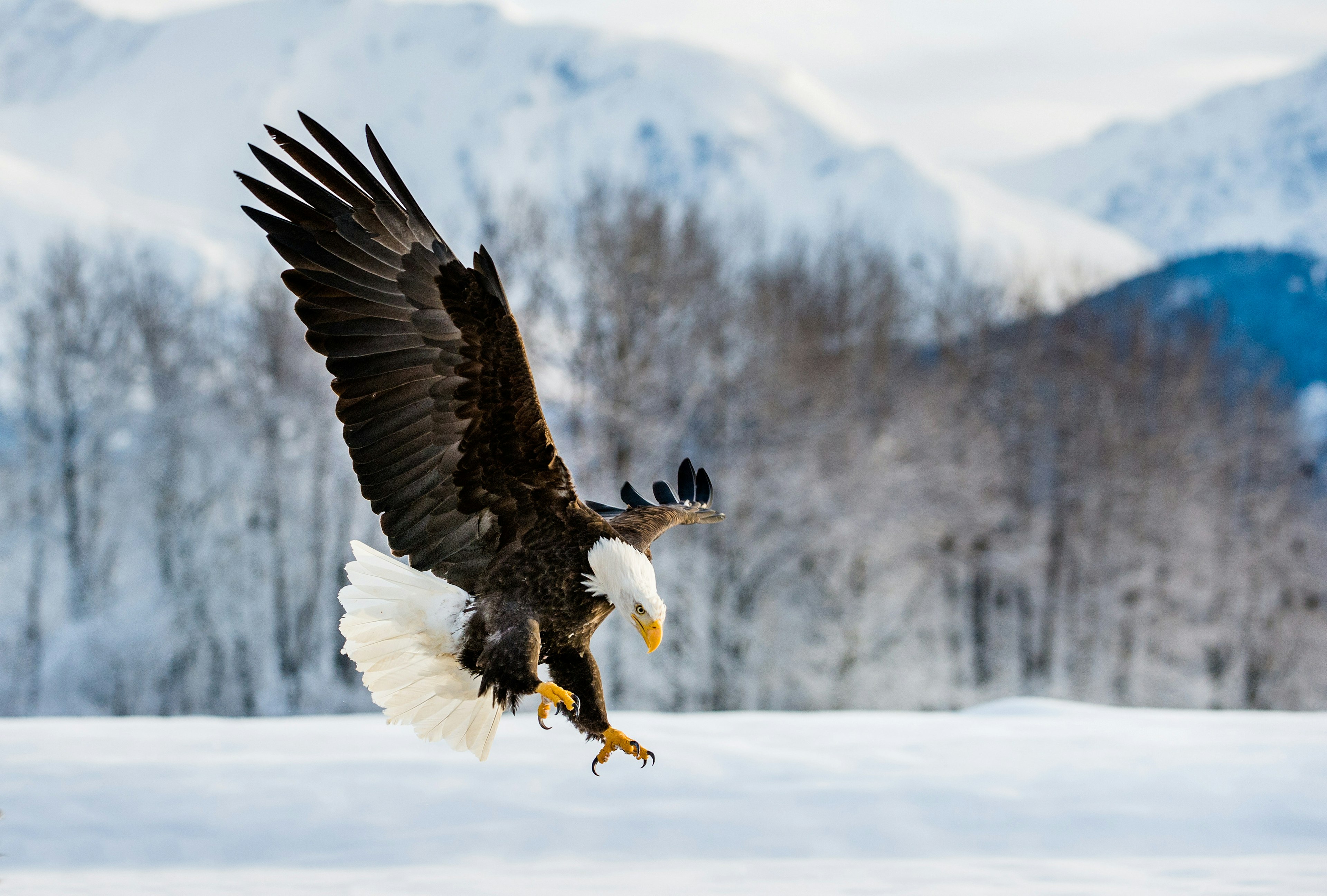 A bald eagle swoops over a snowy landscape in Alaska