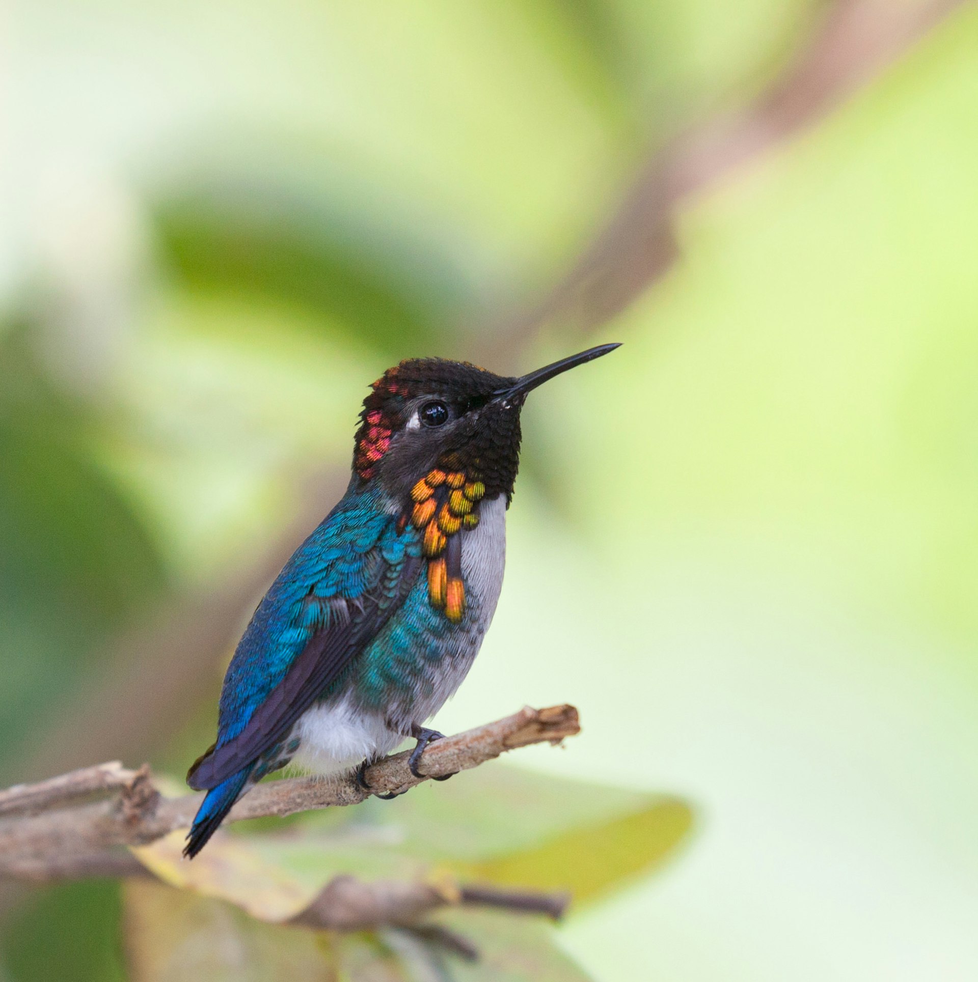 The blue, orange and red feathers and long black beak of the male bee hummingbird, pictured perched on a branch