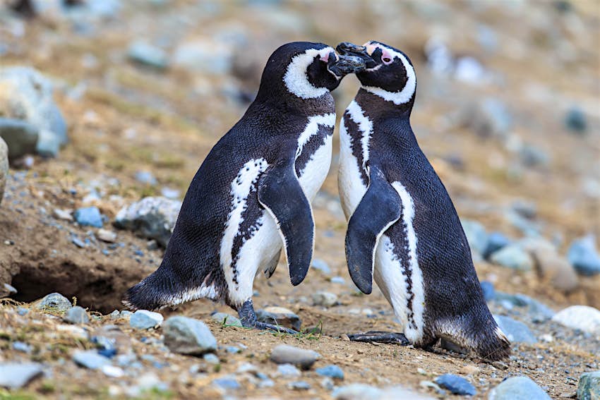 A pair of Magellanic penguins, who can be spotted in Punta Tombo, Argentina, South America’s largest penguin colony Two Magellanic penguins touch beaks near a nest on Magdalena Island, Argentina