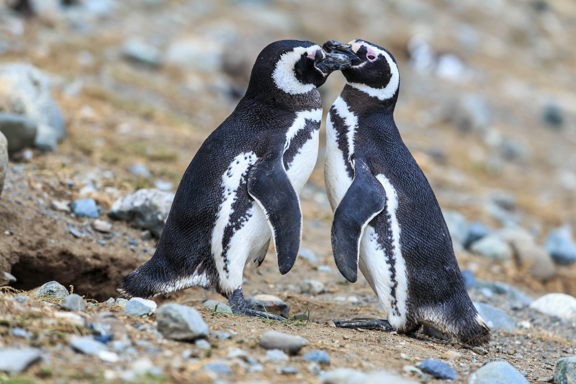 Dois pinguins de Magalhães tocam seus bicos perto de um ninho na ilha Magdalena