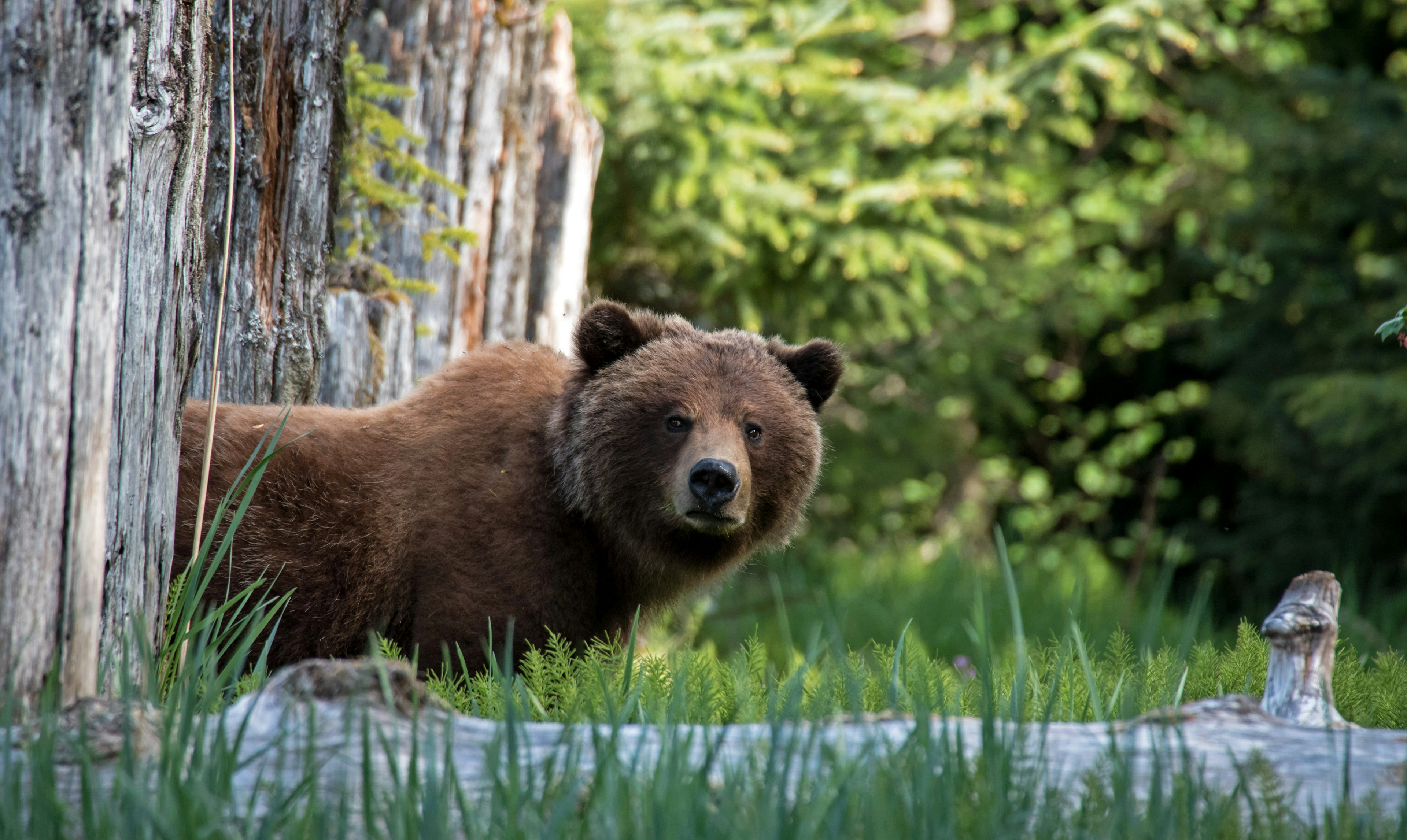 A curious bear looking out from behind trees, Alaska