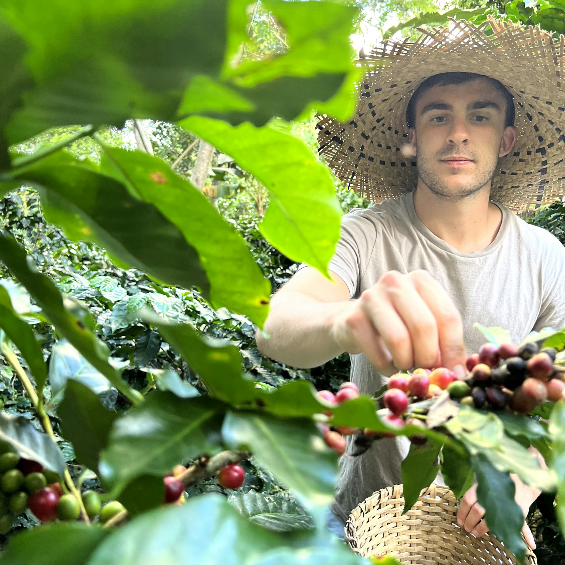 A coffee picker harvesting coffee the traditional way in Puerto Rico