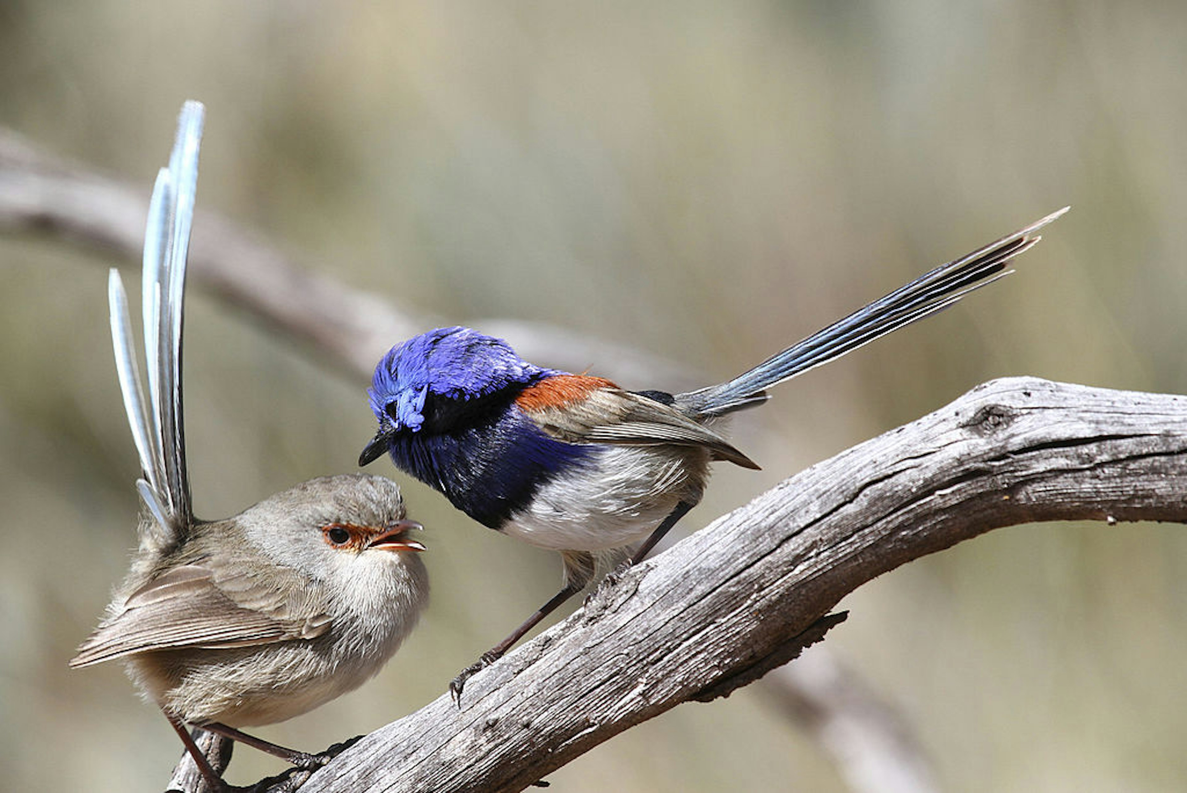 Blue-breasted fairywrens