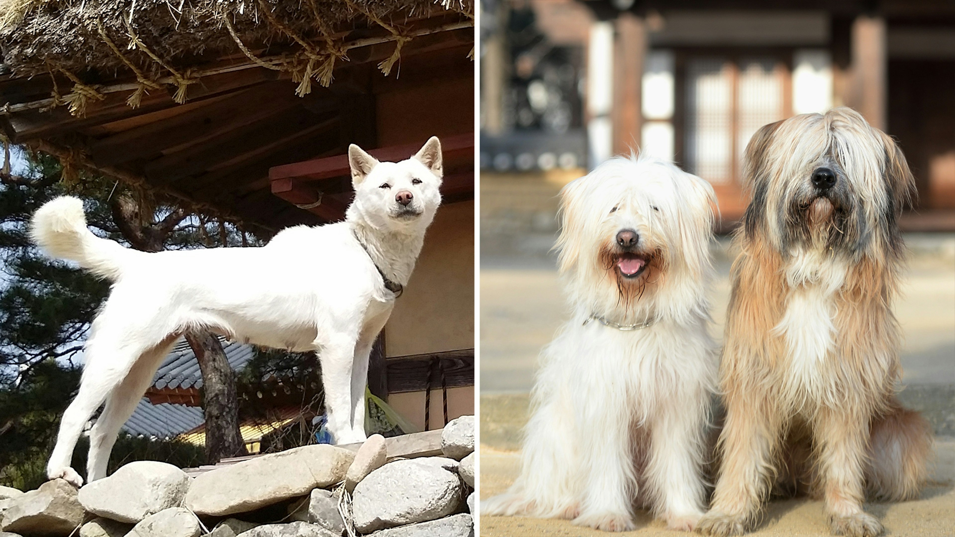 Two native royal dog breeds of Korea, the Jindo (left) and Sapsaree