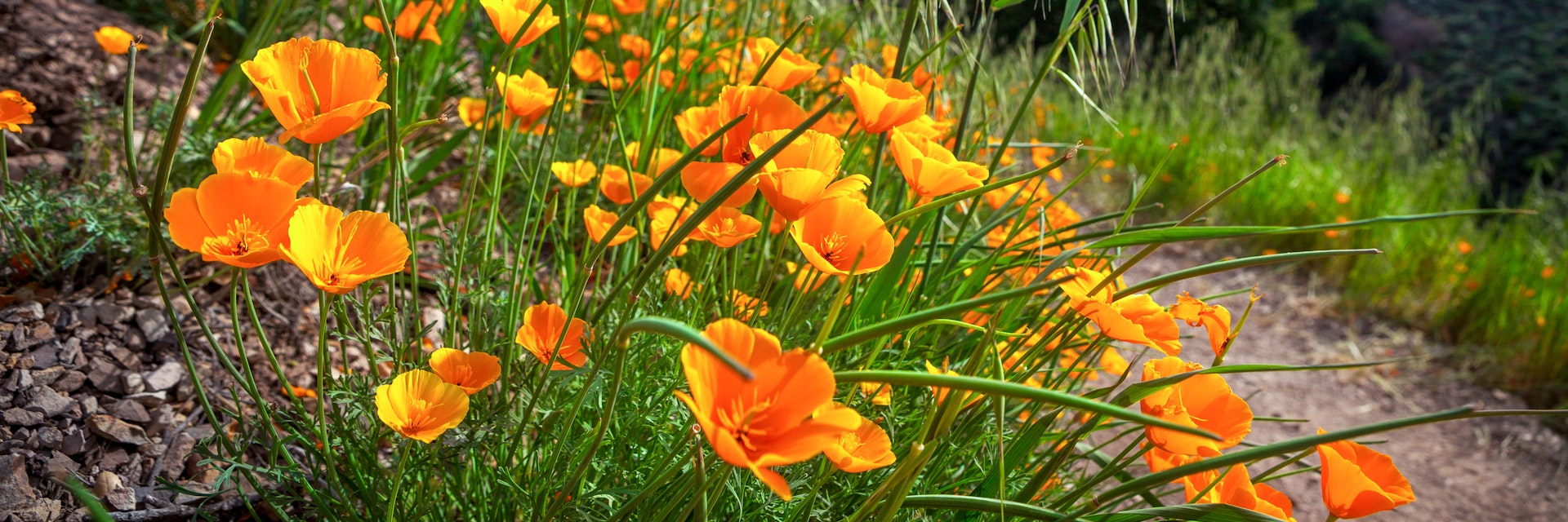 Flashes of golden orange California poppies in bloom along the Grass Mountain Trail into Los Padres National Forest. Near the peak of the April bloom in 2016, with many flowers seen going to seed with their elongated green seed pods in the foreground. The Grass Mountain peak looms in the background with patches of orange poppy blooms against the green grasses of the exposed slope.