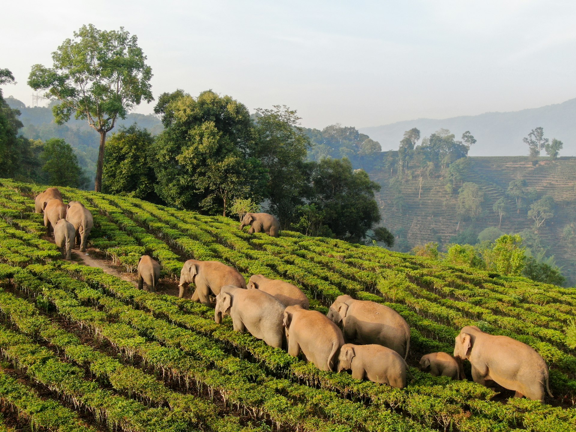 Wild elephants go through a crop filed on May 6, 2019 in Xishuangbanna Dai Autonomous Prefecture, Yunnan Province of China. These wild elephants are Asian elephants, which were listed as endangered by the International Union for Conservation of Nature (IUCN). Asian elephants have been witnessed to appear frequently at Meng'a Town in Xishuangbanna