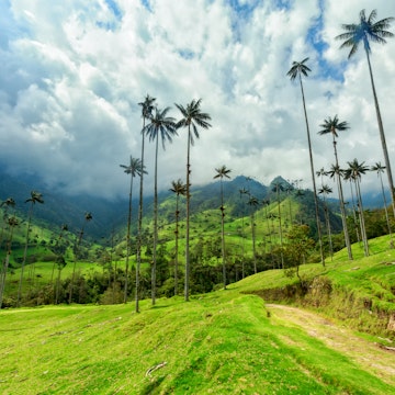Green pasture in the Cocora Valley near Salento, Colombia.