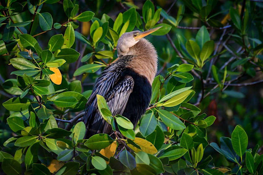 Anhinga encaramado en un manglar al amanecer en el Refugio Nacional de Vida Silvestre de las 10,000 islas