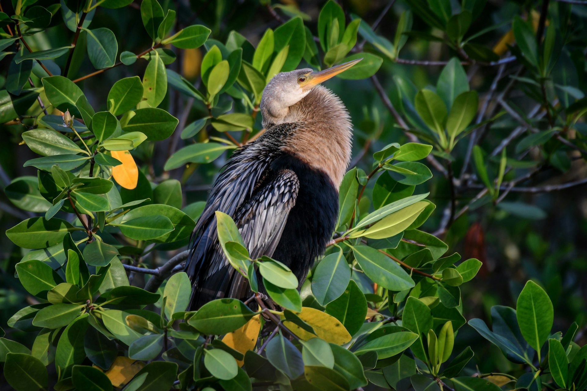 Anhinga perched in a mangrove at sunrise at 10,000 Islands National Wildlife Refuge
