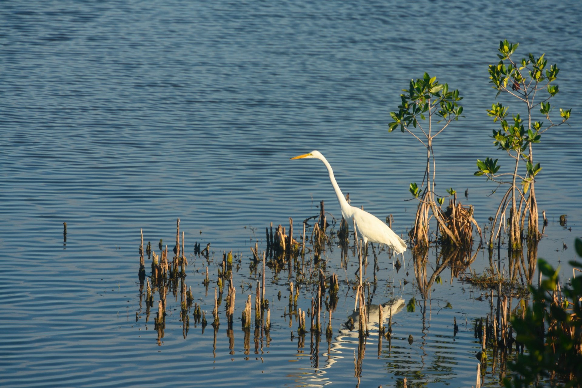 Great White Heron Fishing in Wetlands of 10,000 Islands in Everglades City Florida