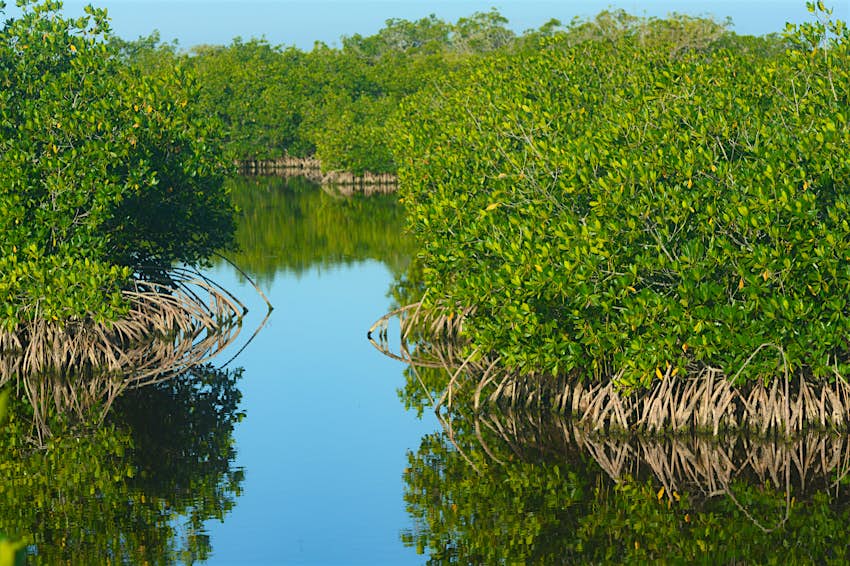 Manglares en los humedales pantanosos de 10,000 Island en Everglades City, Florida