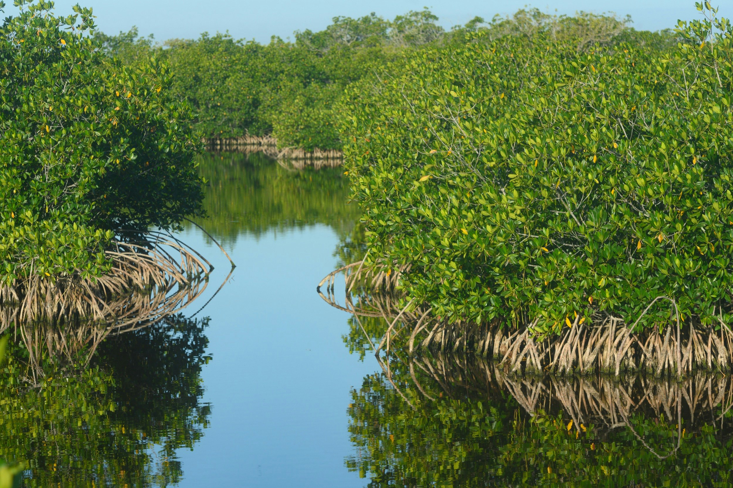 Mangrove Trees in Marsh Wetlands of 10,000 Islands in Everglades City Florida