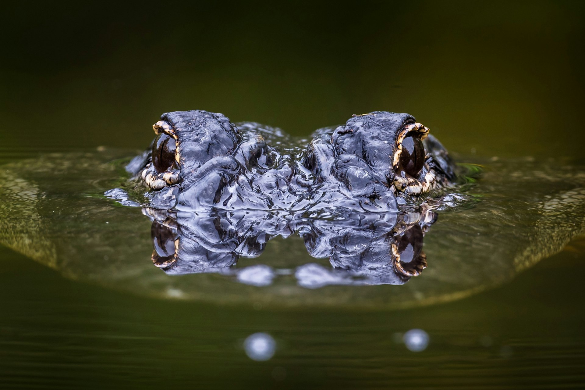 Alligator Surfacing with Eyes Reflecting