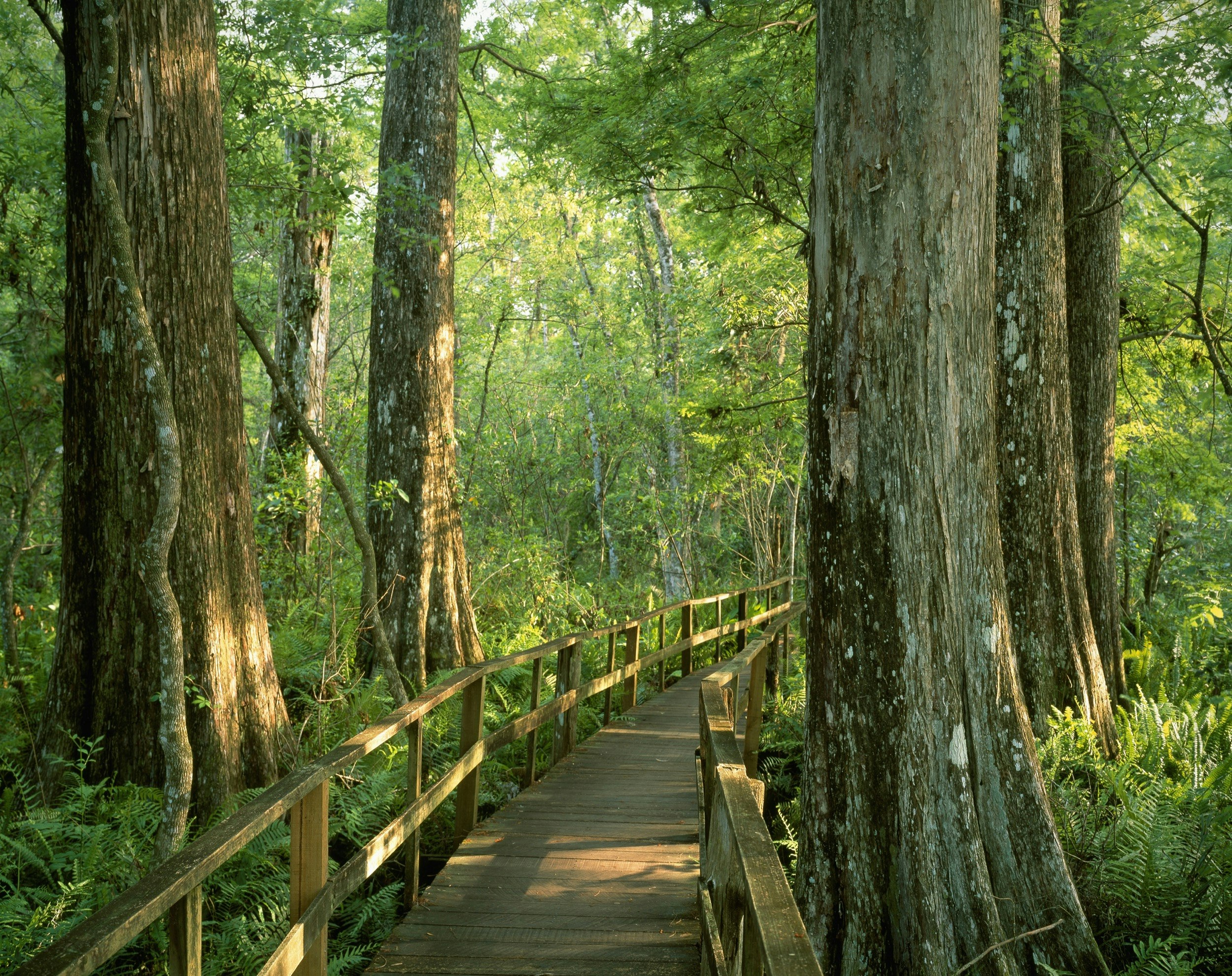 Boardwalk Through Forest of Bald Cypress Trees in Corkscrew Swamp