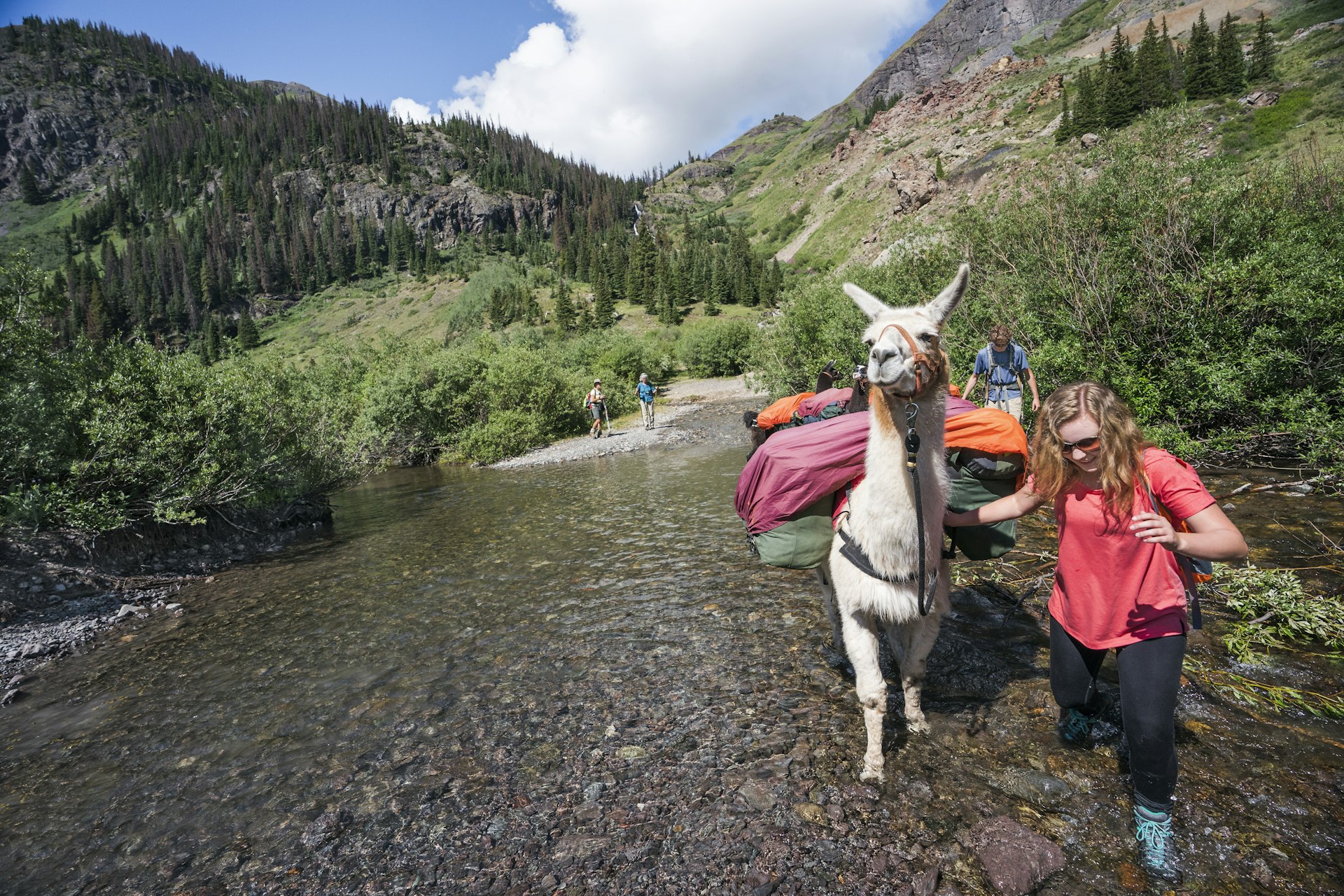 A woman leads a llama carrying camping equipment across a stream in Silverton, Rocky Mountains, Colorado