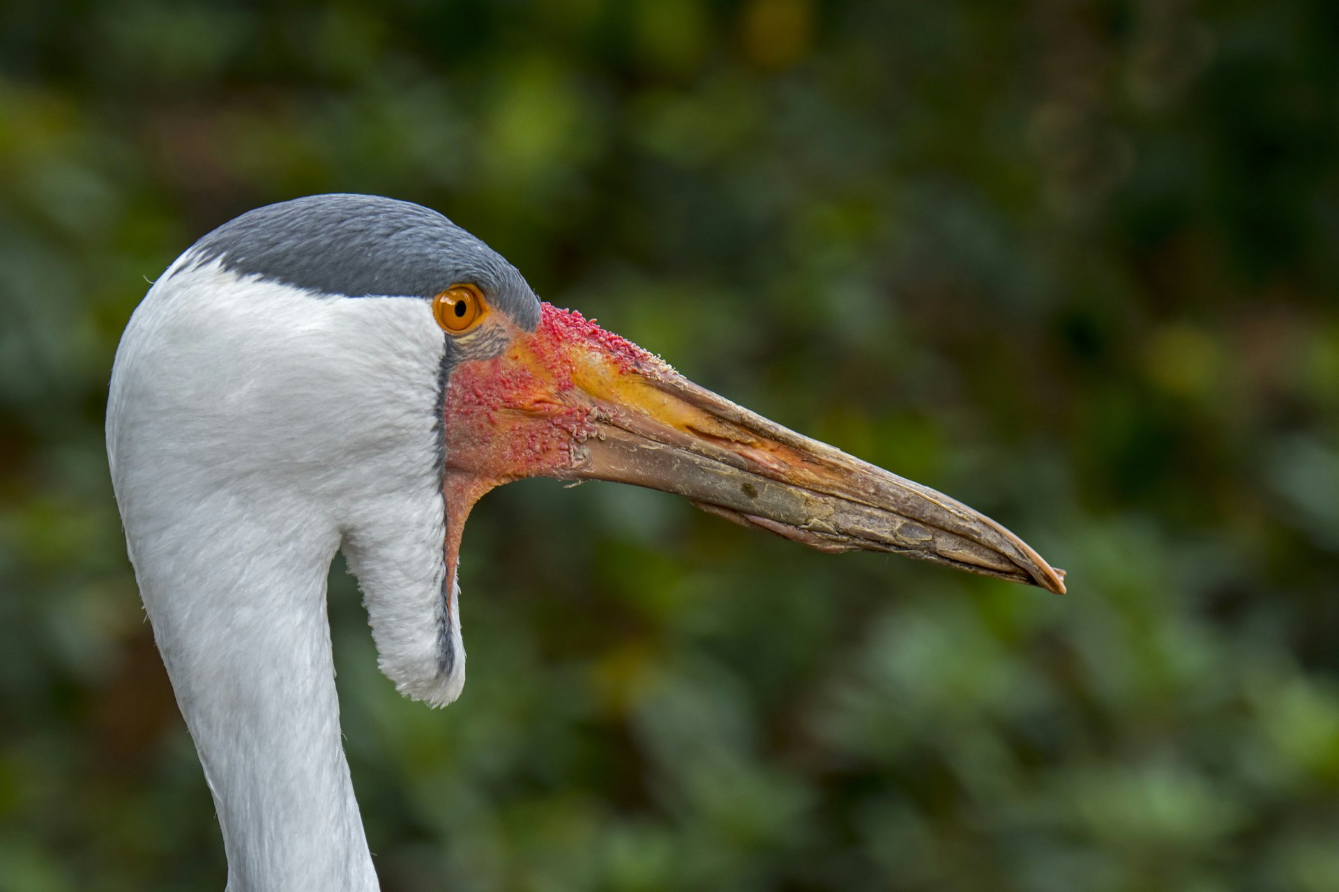 A close-up portrait of wattled crane (Grus carunculata), with a long orange beak, white neck, gray feathers on the top of the head, and a wattle