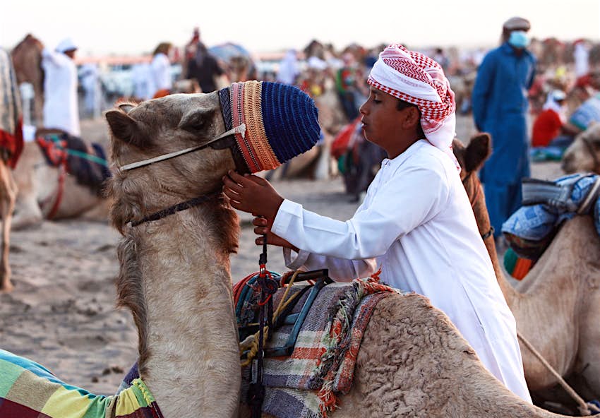 A young Omani boy is pictured caressing a race camel during a camel festival in Al-Fulaij, Oman