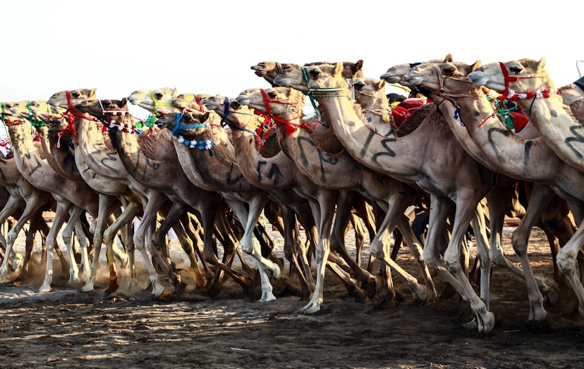 Camels run a race during a camel festival in Al-Fulaij, in the region of Barka, about 90 kms north of the capital Muscat, on October 30, 2021. (Photo by MOHAMMED MAHJOUB / AFP) (Photo by MOHAMMED MAHJOUB/AFP via Getty Images)