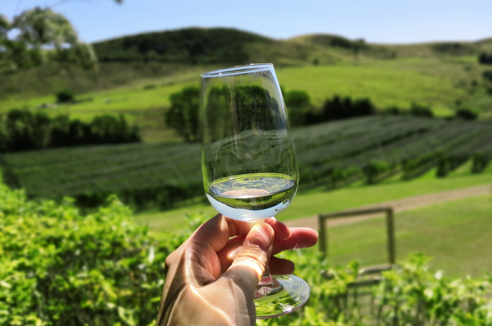 A person drinking wine outdoors on Waiheke island near Auckland