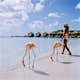 Aruba beach with pink flamingos at the beach, flamingo at the beach in Aruba Island Caribbean. A colorful flamingo at beachfront, woman on the beach with flamingos