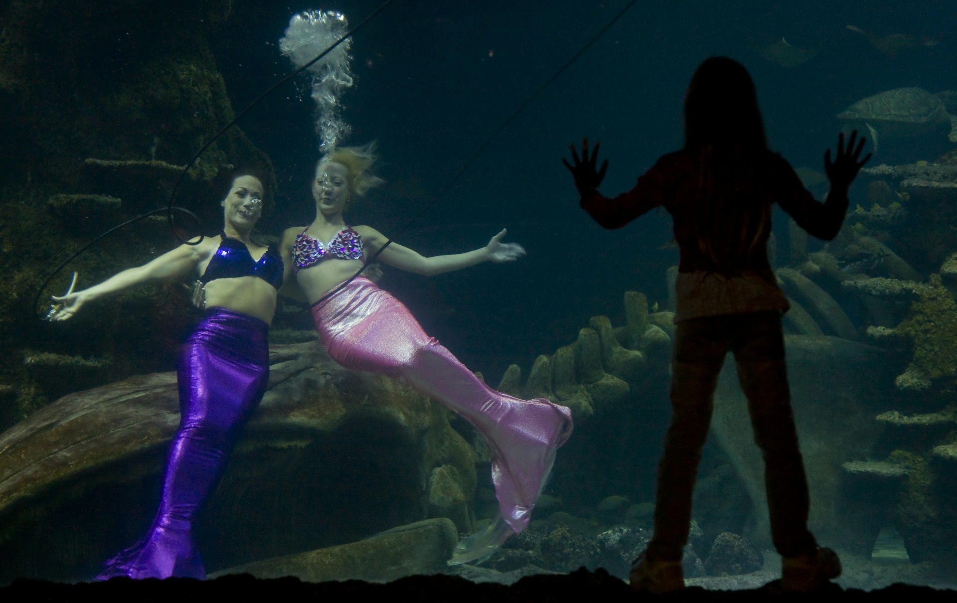 Two Weeki Wachee Mermaids perform in a subterranean tank in front of the silhouette of a delighted girl