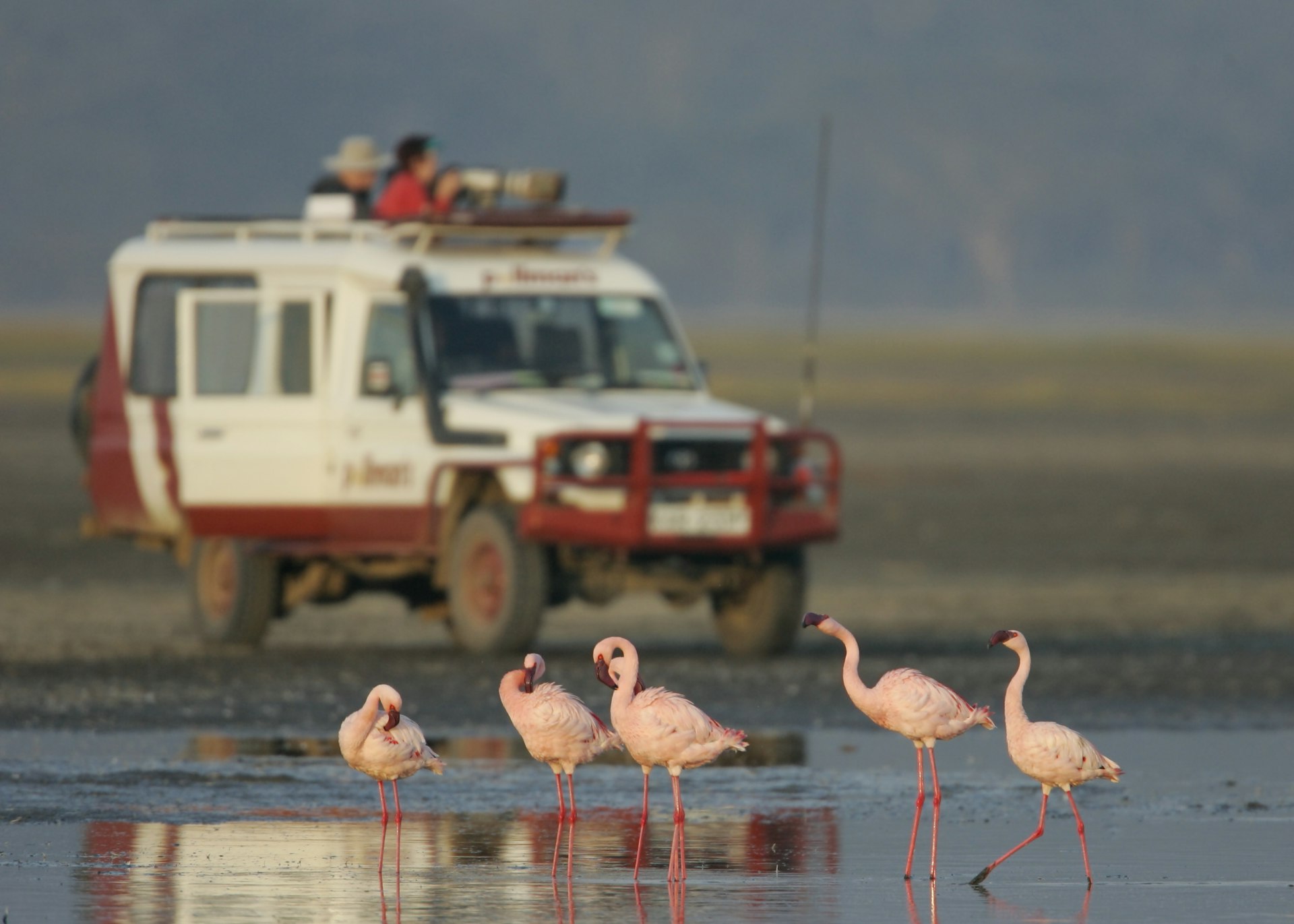 Flamingo watching from safari vehicle in Kenya