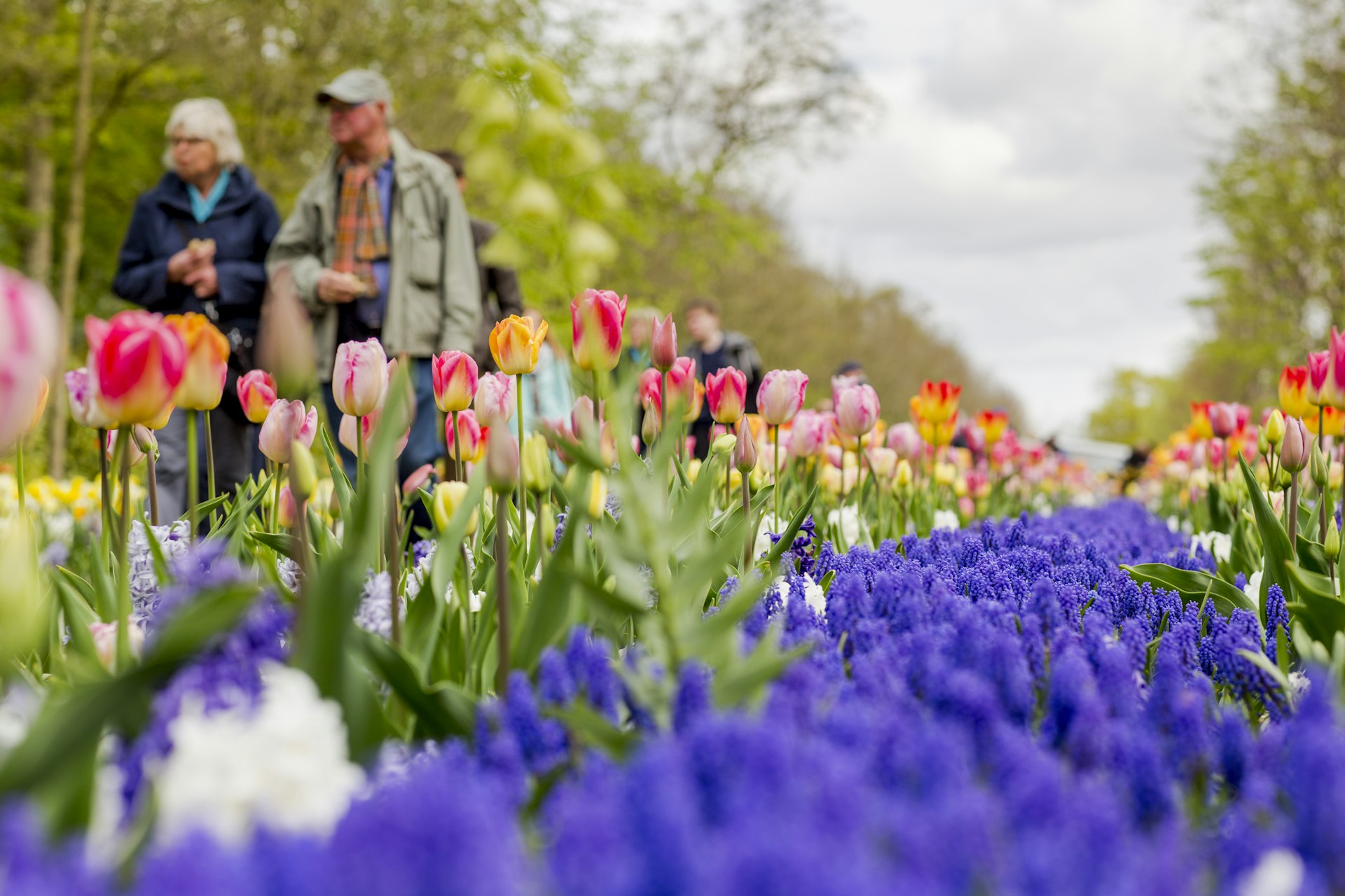 Сады Кёкенхоф — самый большой цветочный сад в мире