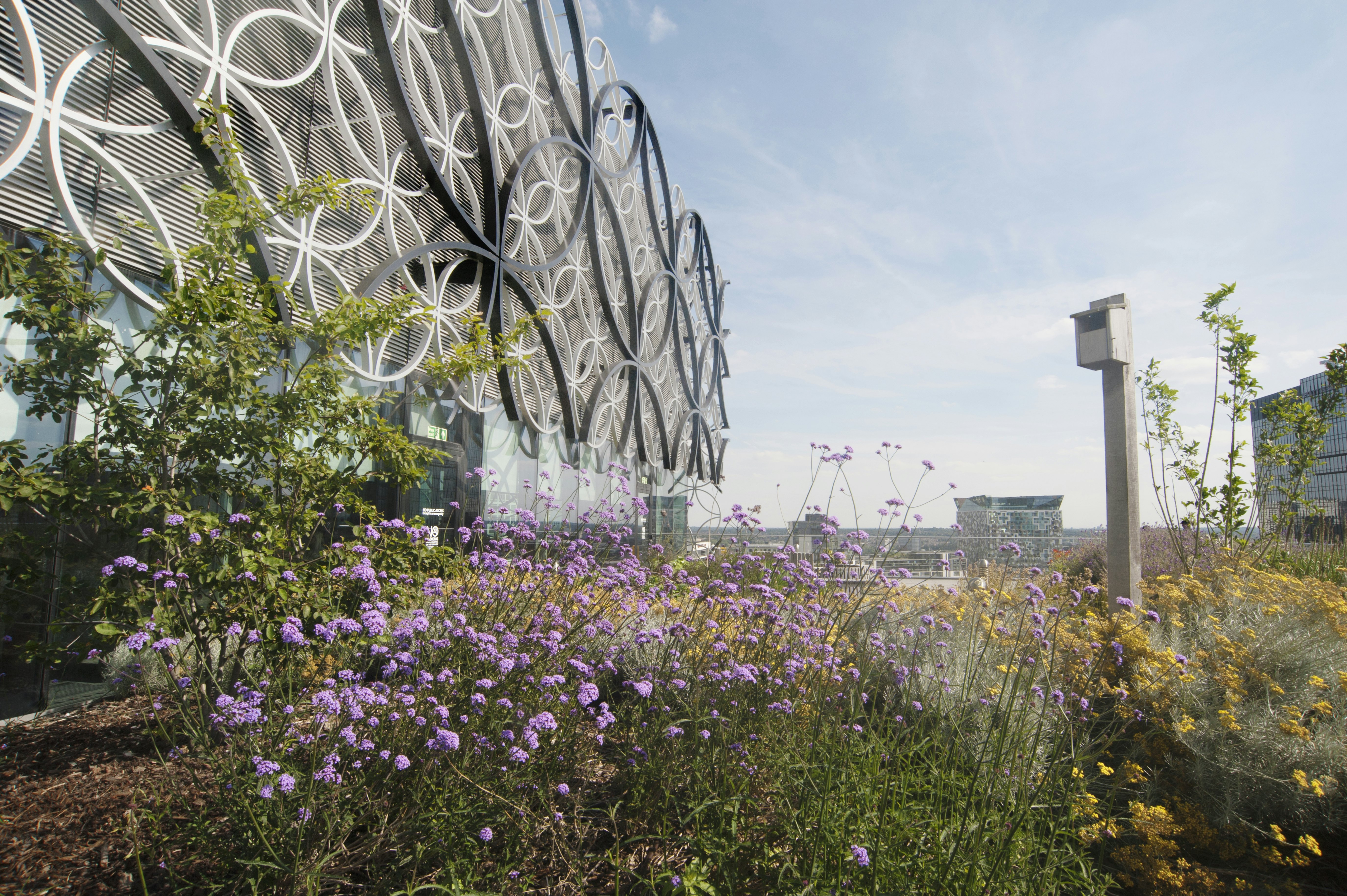 Purple and yellow flowers in the 7th floor “Secret Garden” roof terrace of the Library of Birmingham