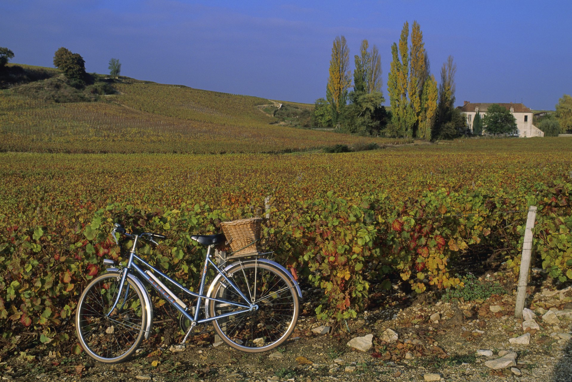A bicycle with wicker basket rests against a vine-covered fence next to a vineyard in Burgundy, France