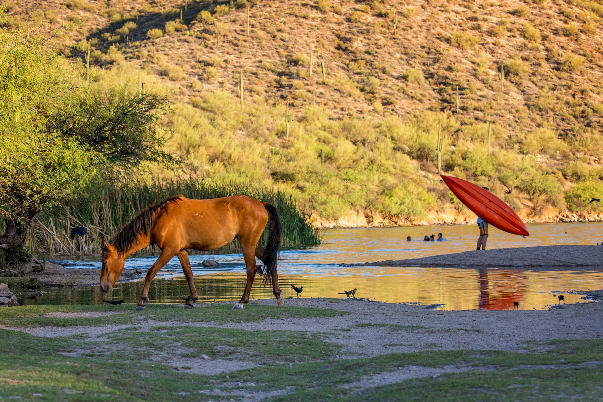 A wild horse drinks next to kayakers and swimmers in the Salt River