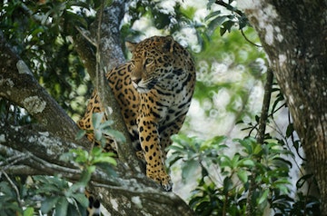 Jaguar in a tree, Chiapas Mexico