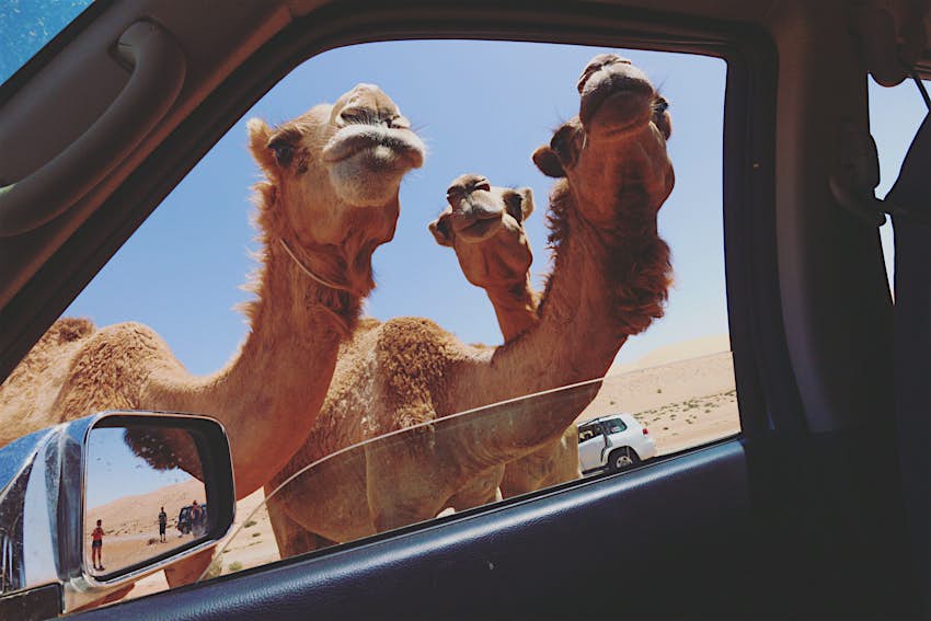 Les visages rapprochés de trois chameaux filmés à travers la fenêtre ouverte du siège avant de la voiture
