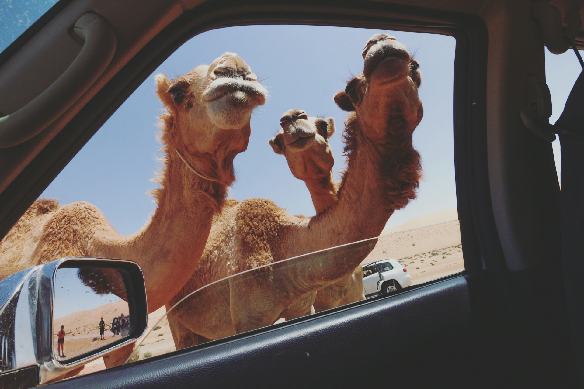 The close-in faces of three camels as shot through the open front-seat window of car