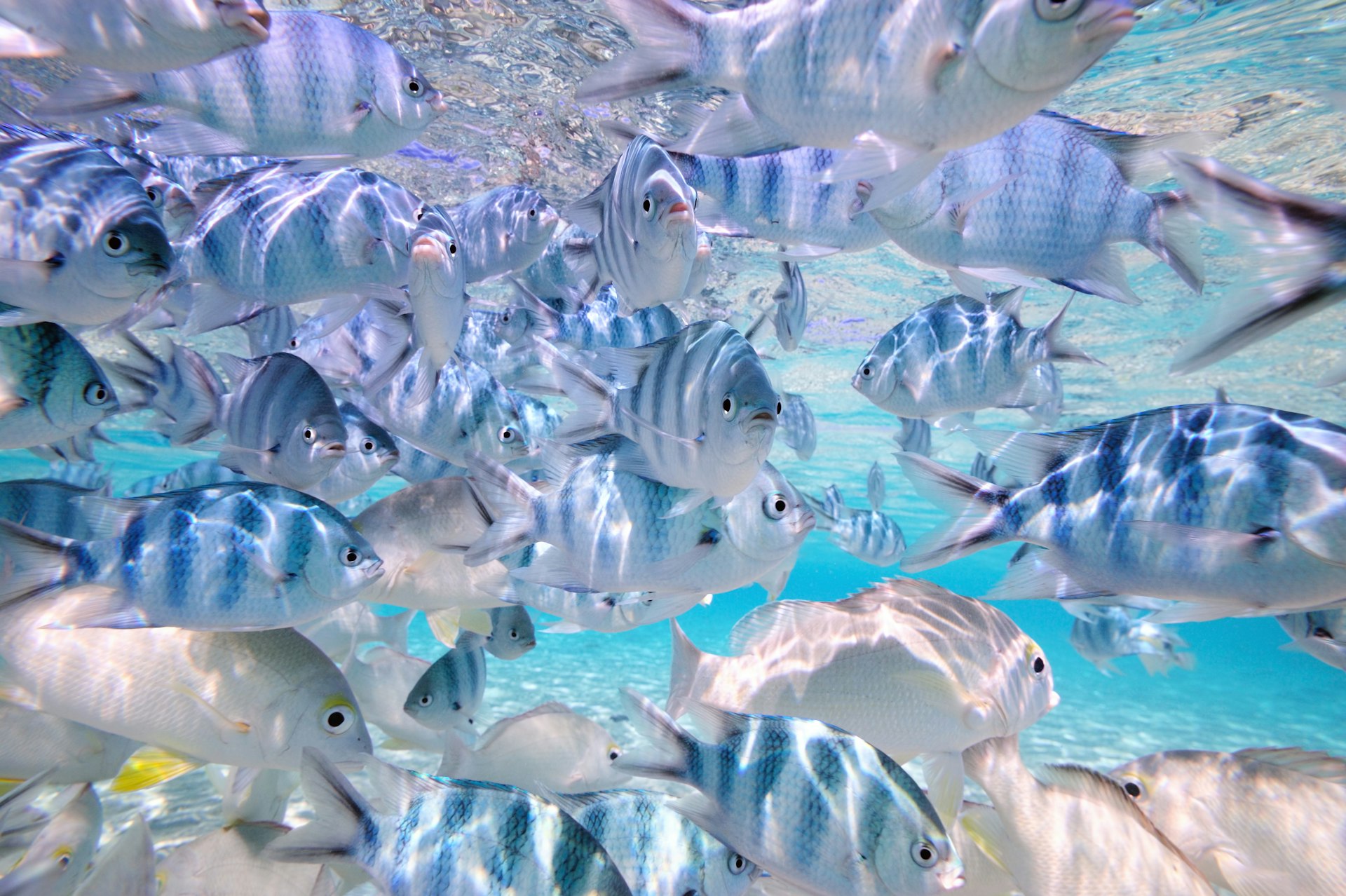 School of fish in the lagoon of Aitutaki, Cook Islands