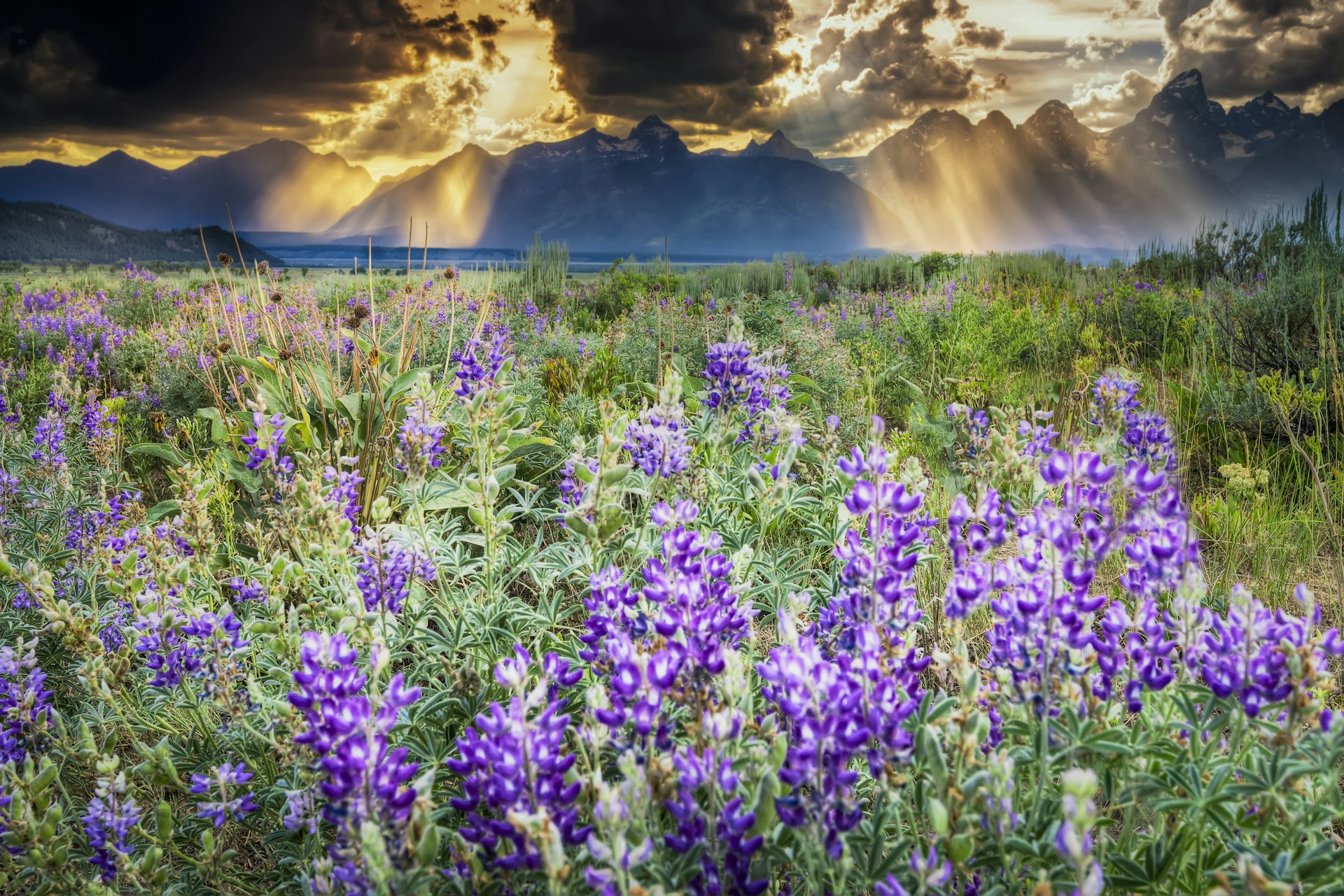 Summer lupine wildflowers under a stormy late afternoon sky in the Tetons