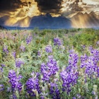 Summer lupine wildflowers under a stormy late afternoon sky in the Tetons.