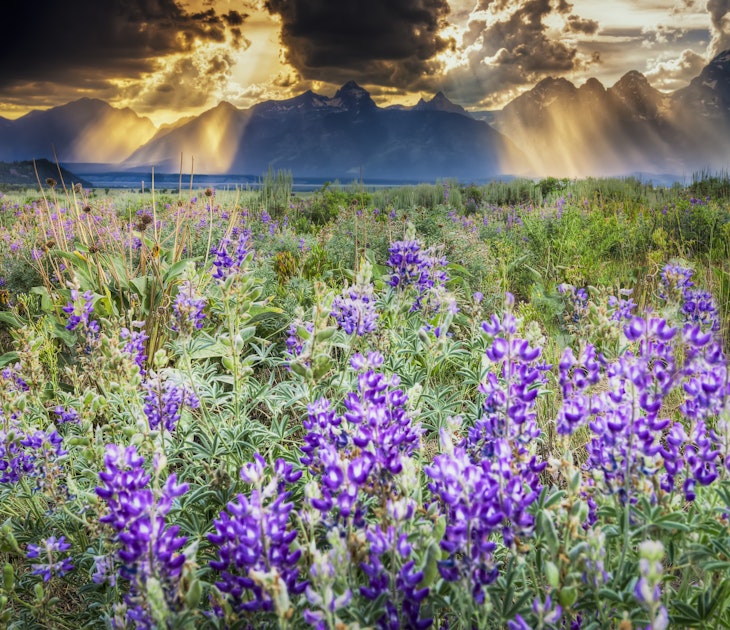 Summer lupine wildflowers under a stormy late afternoon sky in the Tetons.