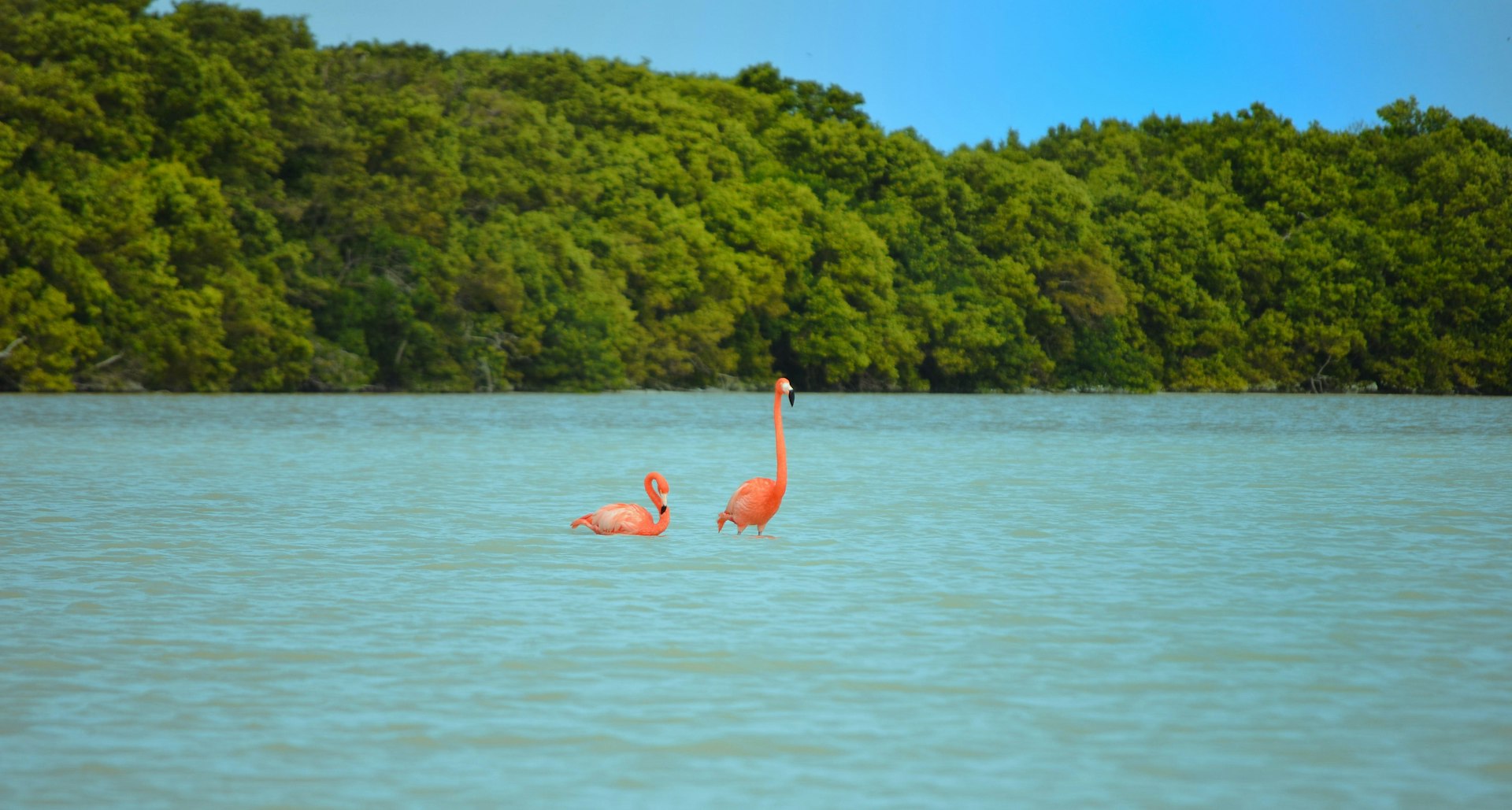 Two pink American flamingos wade in aqua-blue water at Reserva de la Biósfera Ría Celestún