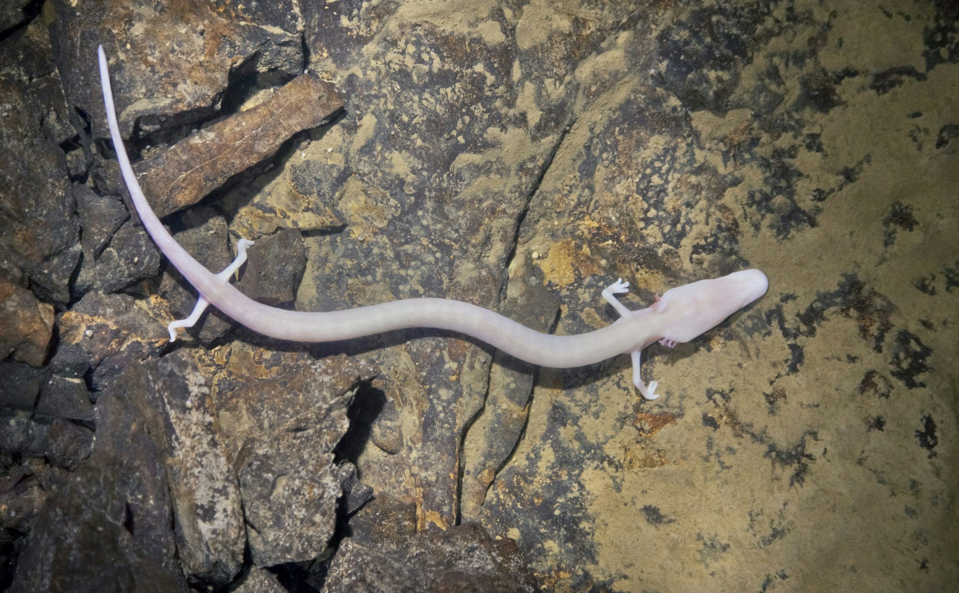 Proteus anguinus, or the olm also called human fish captured in it's natural habitat in Planinska jama underground water cave, Slovenia