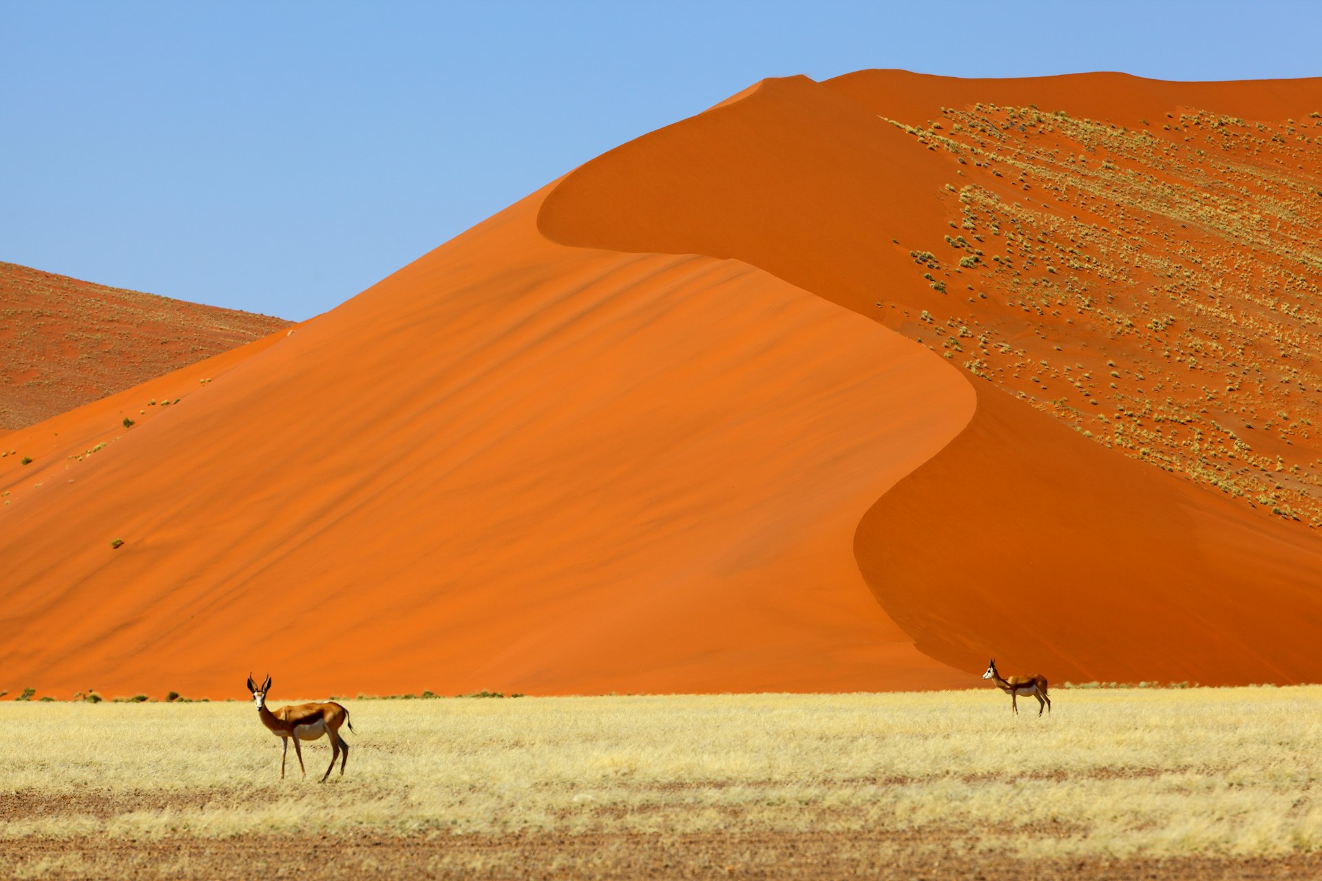 Springbok at large red sand dunes in Namib Naukluft NP