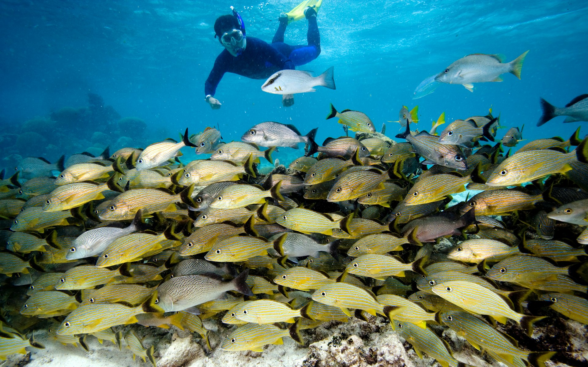 A snorkeler above a school of fish