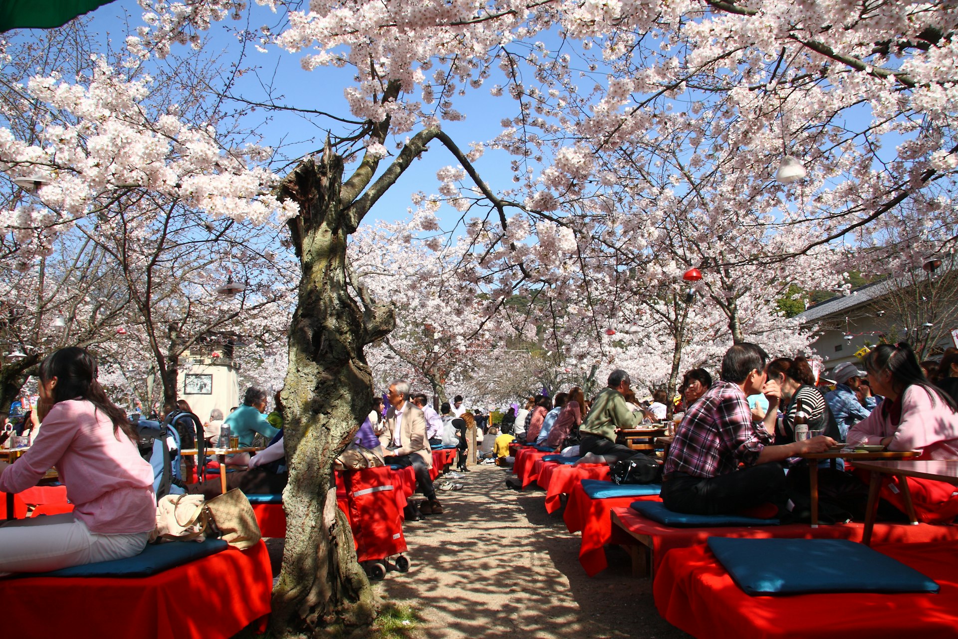 People sit at low tables under cherry blossom trees in a park