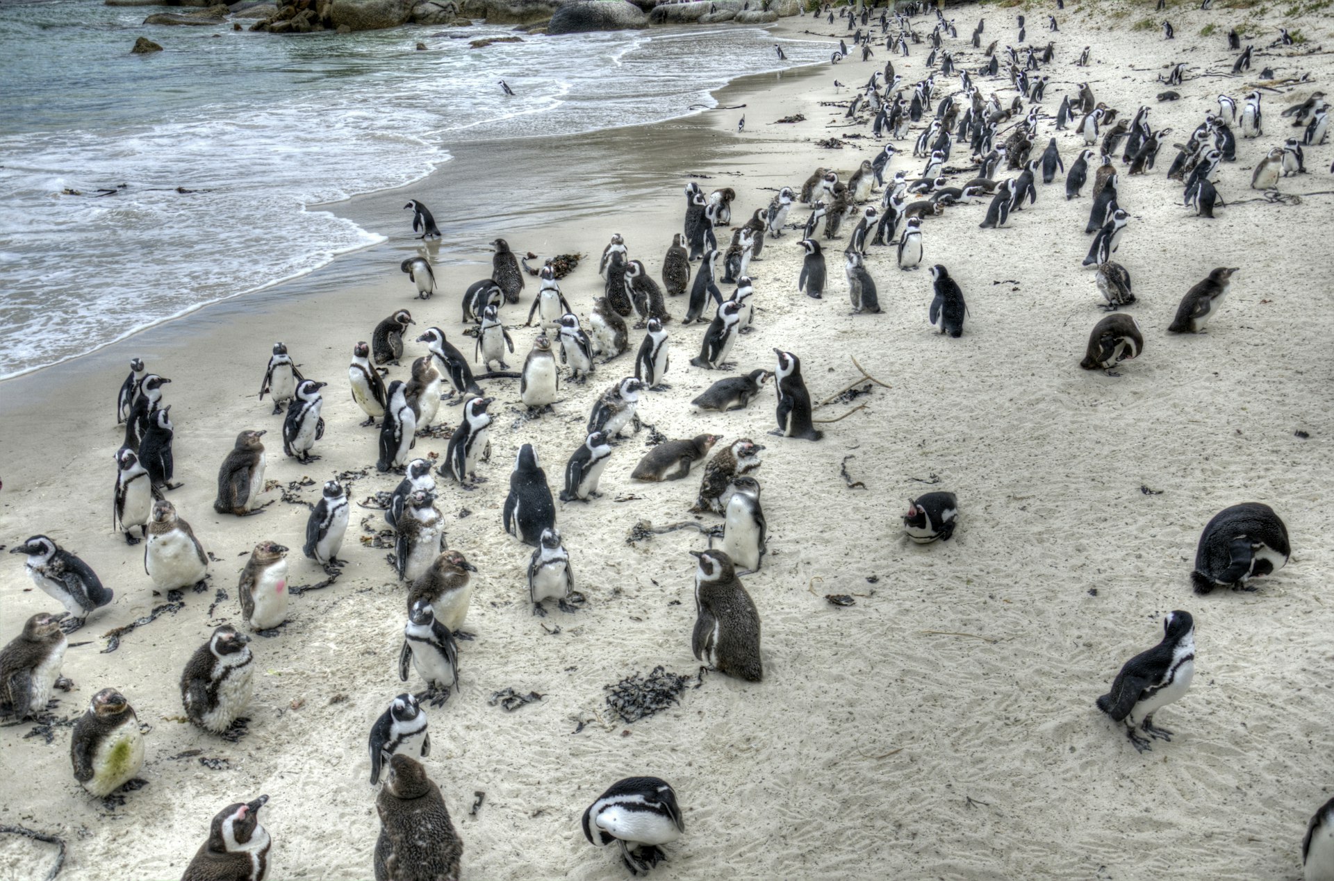 Penguin colony on Boulders Beach, South Africa