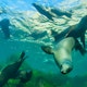 California Sea Lion's frolic underwater around Anacapa Island in the Channel Islands National Park.