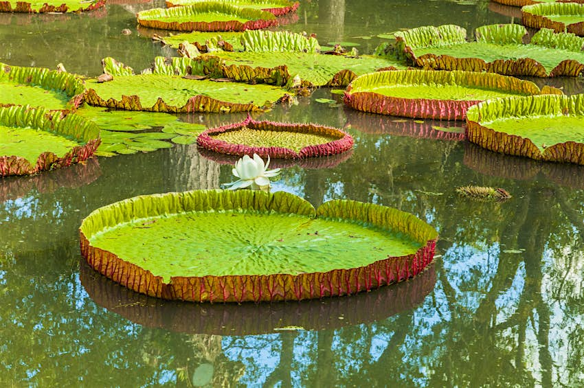 Giant water lilies at Pamplemousses' botanical gardens