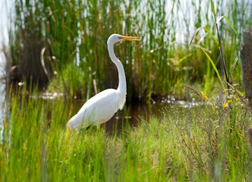 Close-up of a white egret in wetlands.